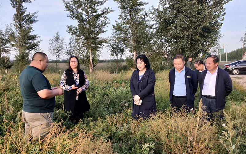 6奈曼旗蒙药标准化种植基地考察.jpg 6奈曼旗蒙药标准化种植基地考察.jpg